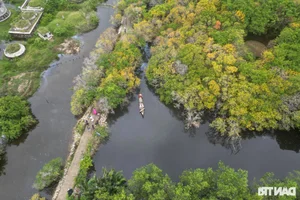Discover the Mysterious Beauty of Ru Cha Submerged Forest in Hue - image 11