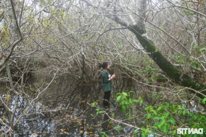 Discover the Mysterious Beauty of Ru Cha Submerged Forest in Hue - image 1