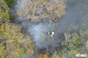 Discover the Mysterious Beauty of Ru Cha Submerged Forest in Hue - image 7