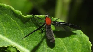Seoul Love Bug Infestation: Residents Face Unprecedented Swarms in Urban Areas - image 2