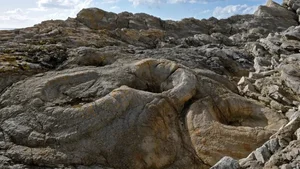 Decoding the 145-Million-Year-Old Fossil Forest and Its Chilling Secrets - image 4
