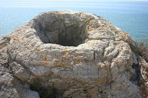 Decoding the 145-Million-Year-Old Fossil Forest and Its Chilling Secrets - image 6