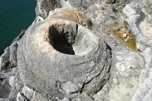Decoding the 145-Million-Year-Old Fossil Forest and Its Chilling Secrets - image 5