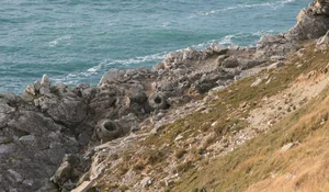 Decoding the 145-Million-Year-Old Fossil Forest and Its Chilling Secrets - image 0