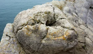 Decoding the 145-Million-Year-Old Fossil Forest and Its Chilling Secrets - image 3