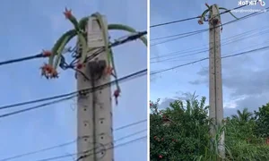 Heavy-Bearing Dragon Fruit Trees That Challenge Their Owners - image 1