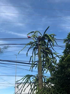 Heavy-Bearing Dragon Fruit Trees That Challenge Their Owners - image 0