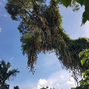 Heavy-Bearing Dragon Fruit Trees That Challenge Their Owners - image 5