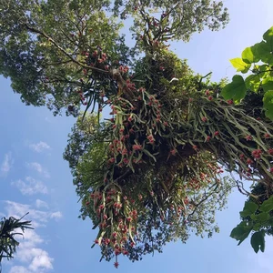 Heavy-Bearing Dragon Fruit Trees That Challenge Their Owners - image 3