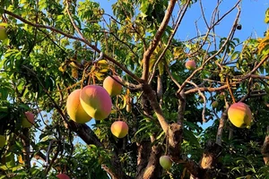 Discover the Most Beautiful Ancient Mango Tree in Vietnam - image 1