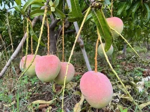 Discover the Most Beautiful Ancient Mango Tree in Vietnam - image 2