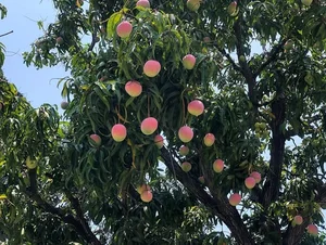Discover the Most Beautiful Ancient Mango Tree in Vietnam - image 4