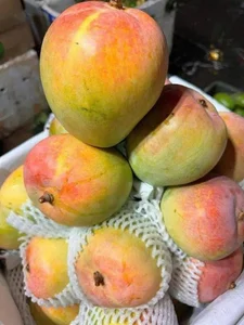 Discover the Most Beautiful Ancient Mango Tree in Vietnam - image 3