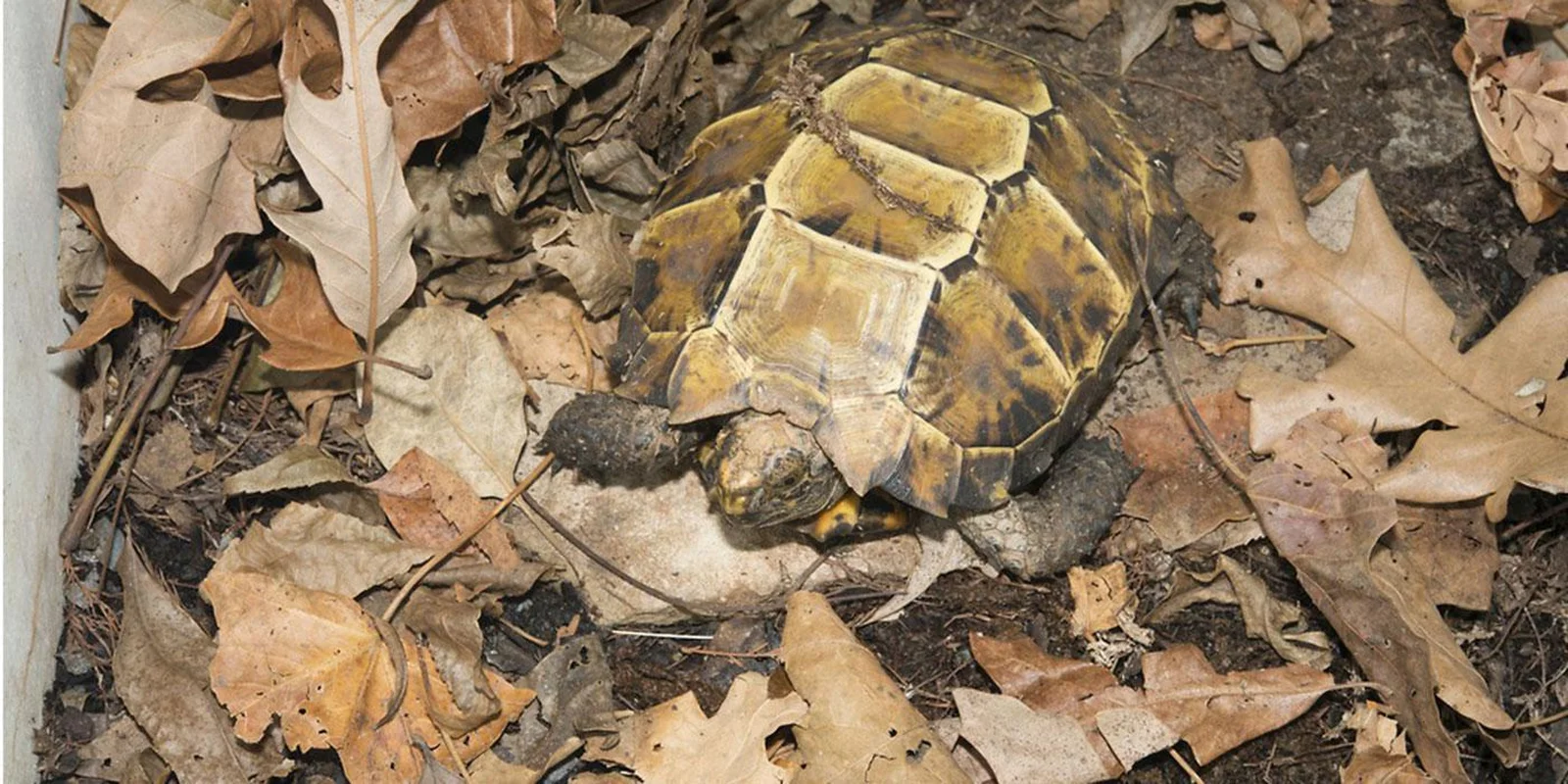 Rare Impressed Tortoise Handed Over to Conservationists in Ha Tinh