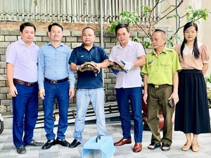 Rare Impressed Tortoise Handed Over to Conservationists in Ha Tinh - image 7