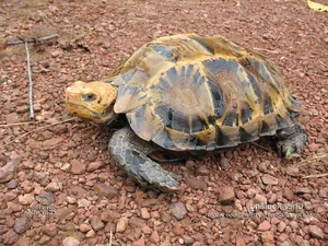 Rare Impressed Tortoise Handed Over to Conservationists in Ha Tinh - image 8