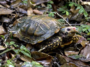 Rare Impressed Tortoise Handed Over to Conservationists in Ha Tinh - image 3