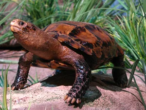Rare Impressed Tortoise Handed Over to Conservationists in Ha Tinh - image 4