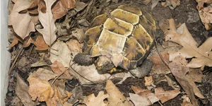 Rare Impressed Tortoise Handed Over to Conservationists in Ha Tinh - image 0