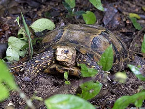 Rare Impressed Tortoise Handed Over to Conservationists in Ha Tinh - image 1