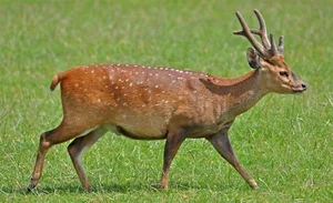Discovering the Stunning 'Mythical Beast' Once Found in Vietnam's Wilds - image 2