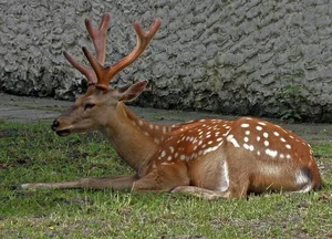 Discovering the Stunning 'Mythical Beast' Once Found in Vietnam's Wilds - image 0