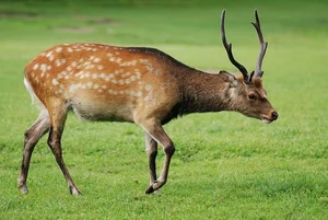 Discovering the Stunning 'Mythical Beast' Once Found in Vietnam's Wilds - image 7