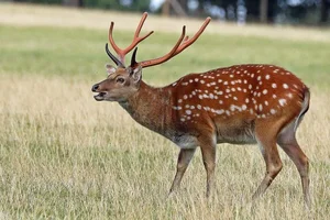 Discovering the Stunning 'Mythical Beast' Once Found in Vietnam's Wilds - image 5