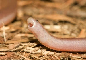 Biomimicry in Action: How Snakes Inspire Cutting-Edge Modern Technology - image 4