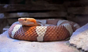 Biomimicry in Action: How Snakes Inspire Cutting-Edge Modern Technology - image 6