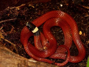 Biomimicry in Action: How Snakes Inspire Cutting-Edge Modern Technology - image 2