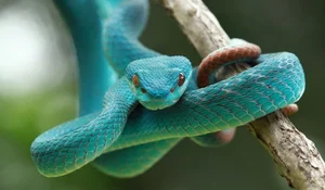 Biomimicry in Action: How Snakes Inspire Cutting-Edge Modern Technology - image 1