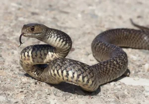 Biomimicry in Action: How Snakes Inspire Cutting-Edge Modern Technology - image 7