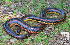 Biomimicry in Action: How Snakes Inspire Cutting-Edge Modern Technology - image 5