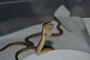 Biomimicry in Action: How Snakes Inspire Cutting-Edge Modern Technology - image 8