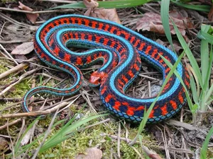 Biomimicry in Action: How Snakes Inspire Cutting-Edge Modern Technology - image 3