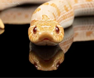 Biomimicry in Action: How Snakes Inspire Cutting-Edge Modern Technology - image 9