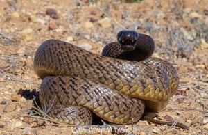 Biomimicry in Action: How Snakes Inspire Cutting-Edge Modern Technology - image 0