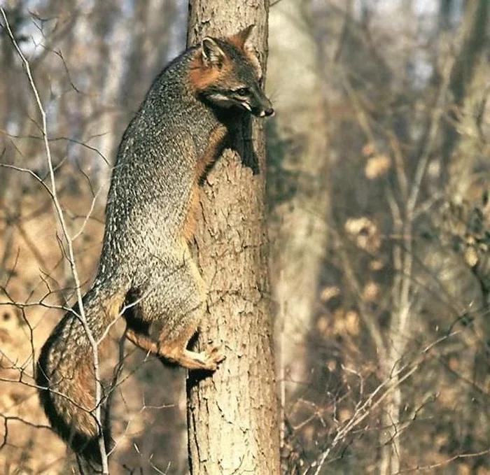 Discover the Unique Tree-Climbing Dog: The Incredible New Guinea Singing Dog