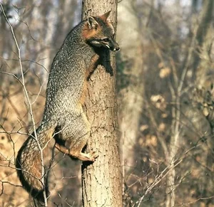Discover the Unique Tree-Climbing Dog: The Incredible New Guinea Singing Dog - image 0