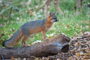 Discover the Unique Tree-Climbing Dog: The Incredible New Guinea Singing Dog - image 1