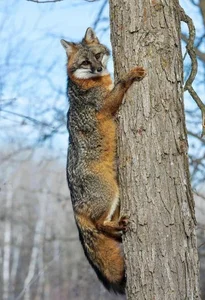 Discover the Unique Tree-Climbing Dog: The Incredible New Guinea Singing Dog - image 2