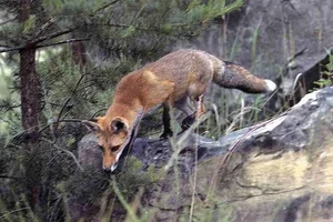 Discover the Unique Tree-Climbing Dog: The Incredible New Guinea Singing Dog - image 10