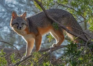 Discover the Unique Tree-Climbing Dog: The Incredible New Guinea Singing Dog - image 5
