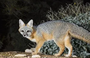 Discover the Unique Tree-Climbing Dog: The Incredible New Guinea Singing Dog - image 4