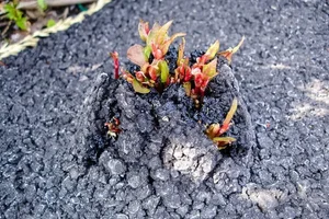 Sustainable Solutions: How China Utilizes Invasive Species for Food and Industry - image 7