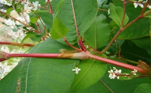Sustainable Solutions: How China Utilizes Invasive Species for Food and Industry - image 6