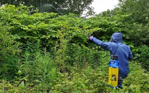 Sustainable Solutions: How China Utilizes Invasive Species for Food and Industry - image 5