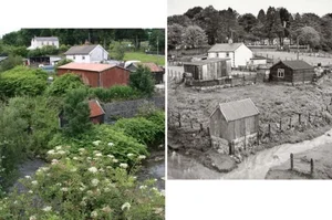 Sustainable Solutions: How China Utilizes Invasive Species for Food and Industry - image 4
