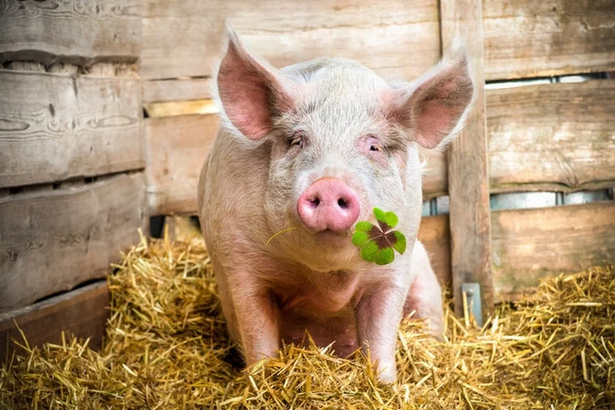 8 Most Intelligent Animals That Will Make You Admire Nature's Genius